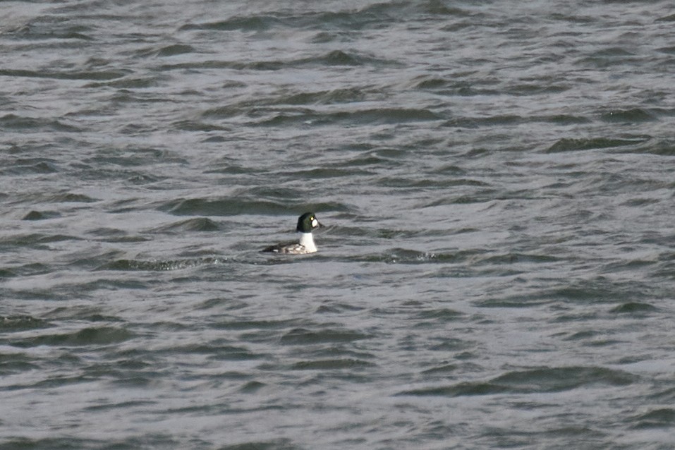 鵲鴨 - ML645485813