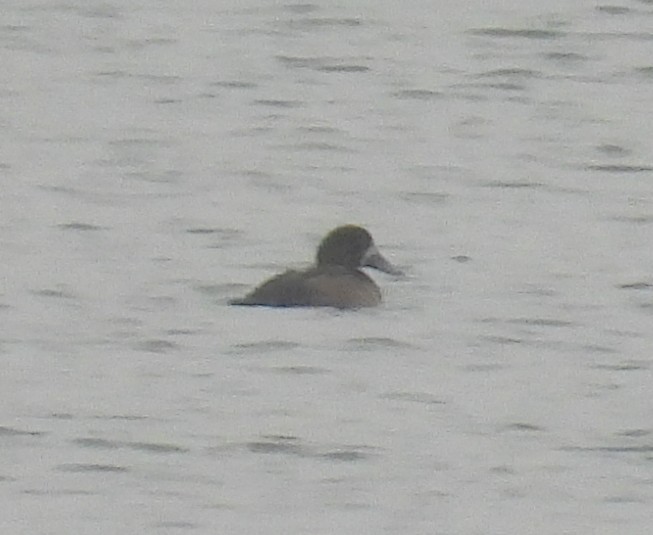 Greater Scaup - ML645485815