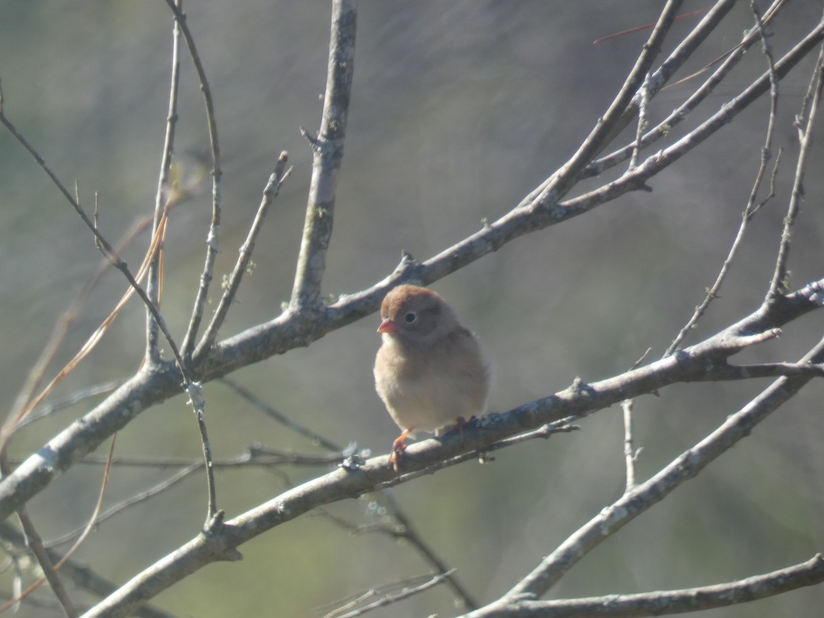 Klapperammer - ML645485817