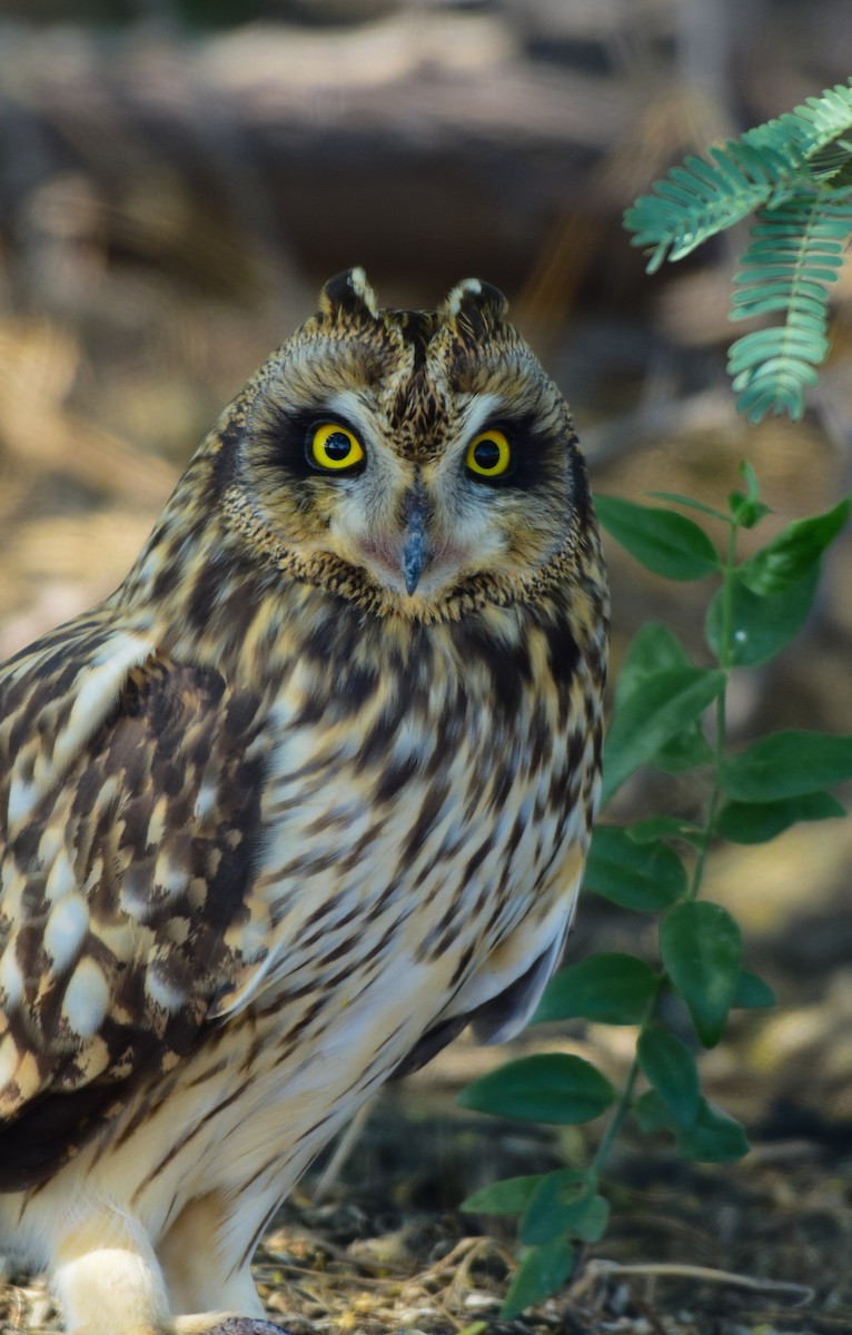 Sumpfohreule - ML645485818