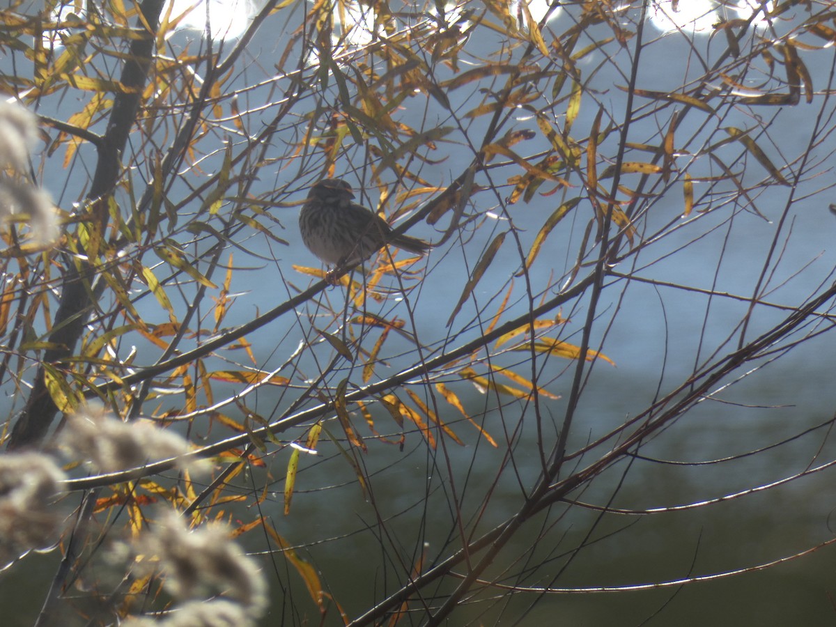 Singammer - ML645485820