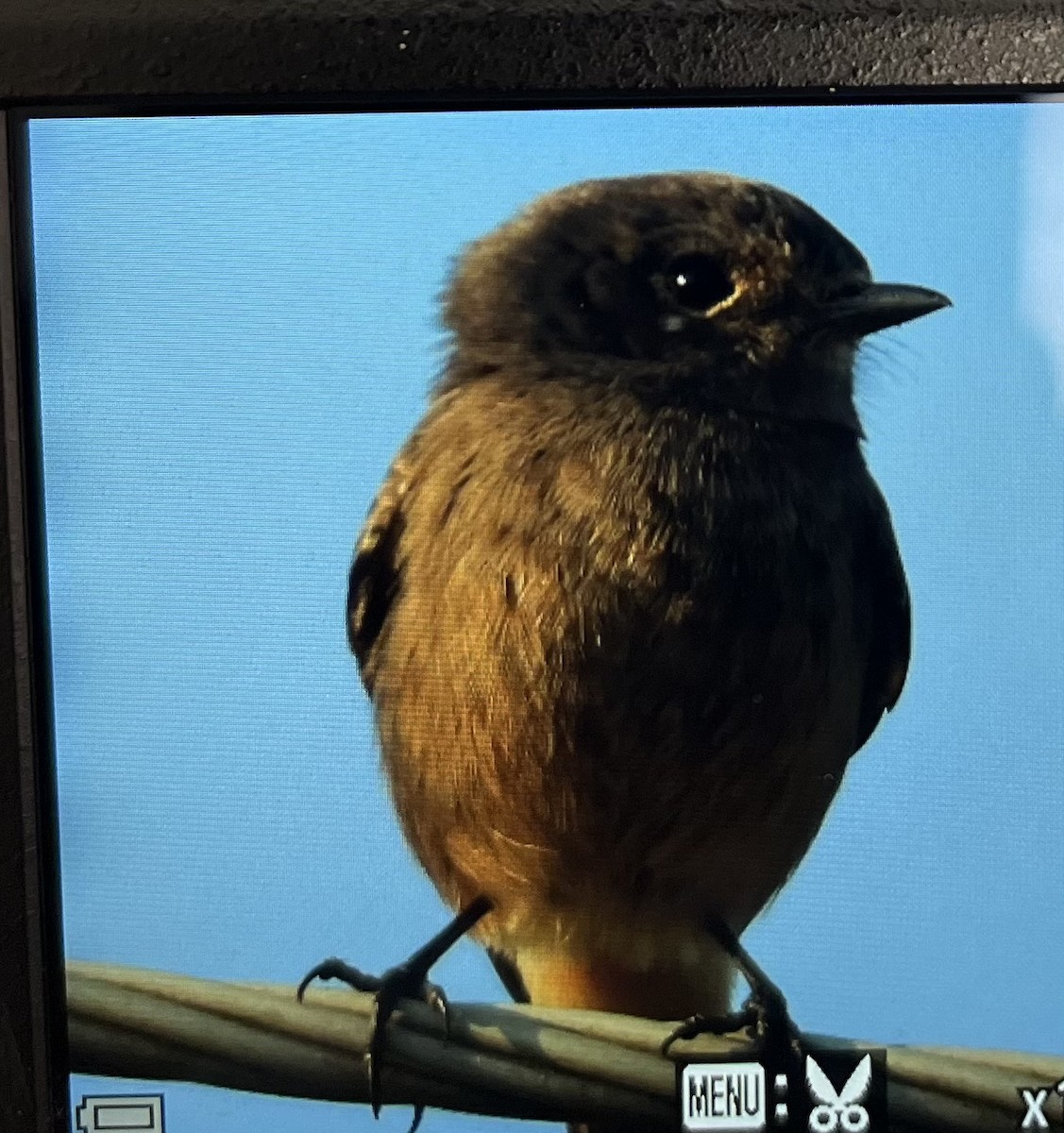 Elsterschmätzer - ML645485821