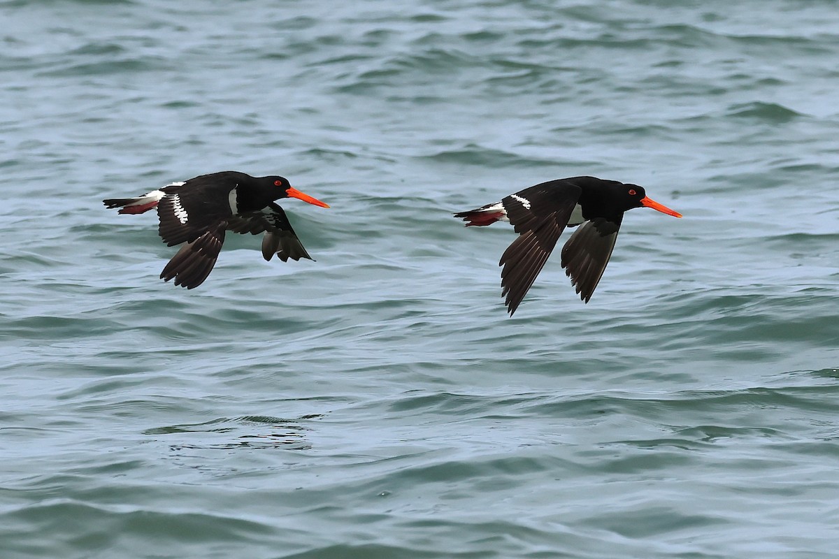 Australausternfischer - ML645485822