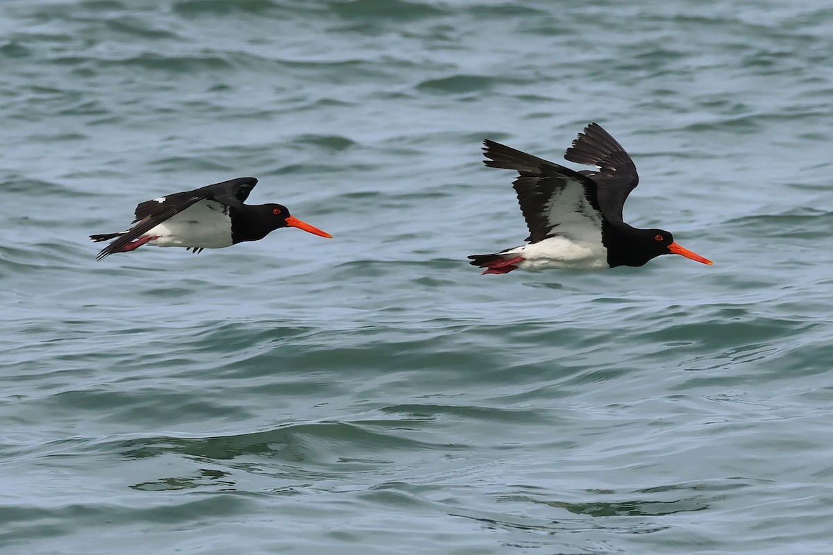 Australausternfischer - ML645485823