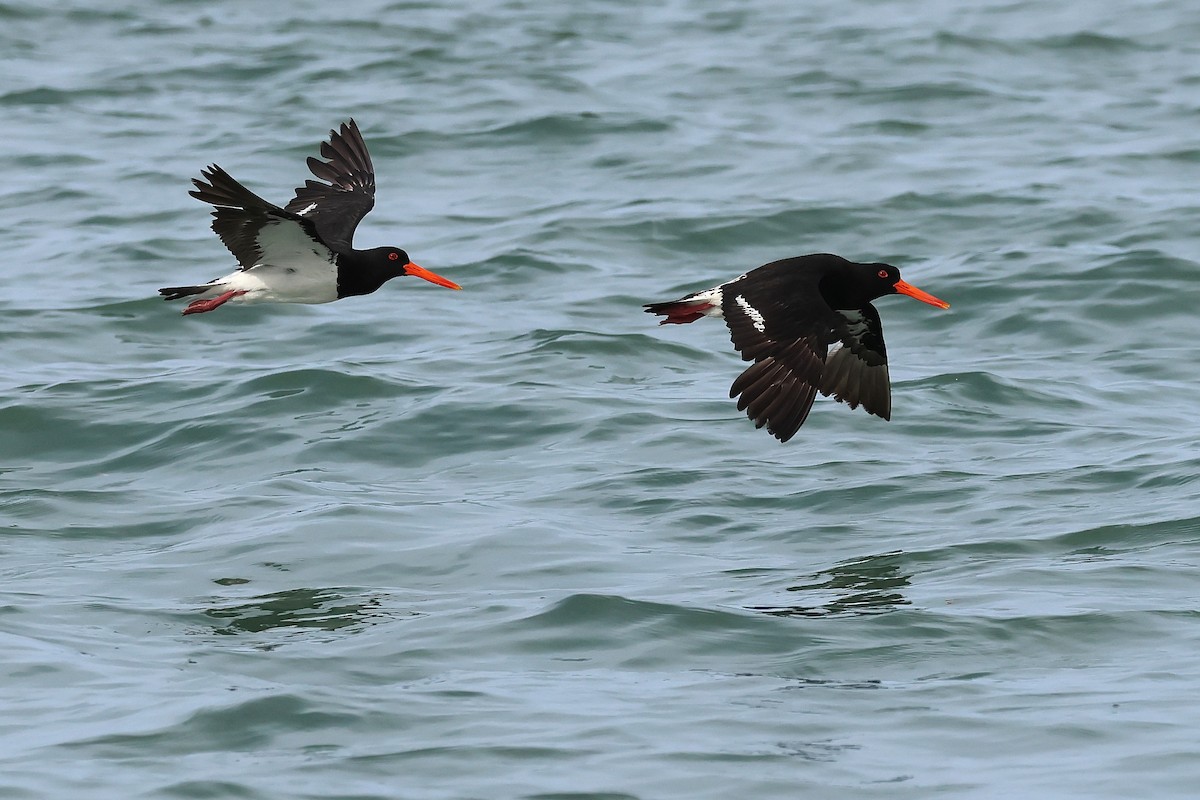 Australausternfischer - ML645485824