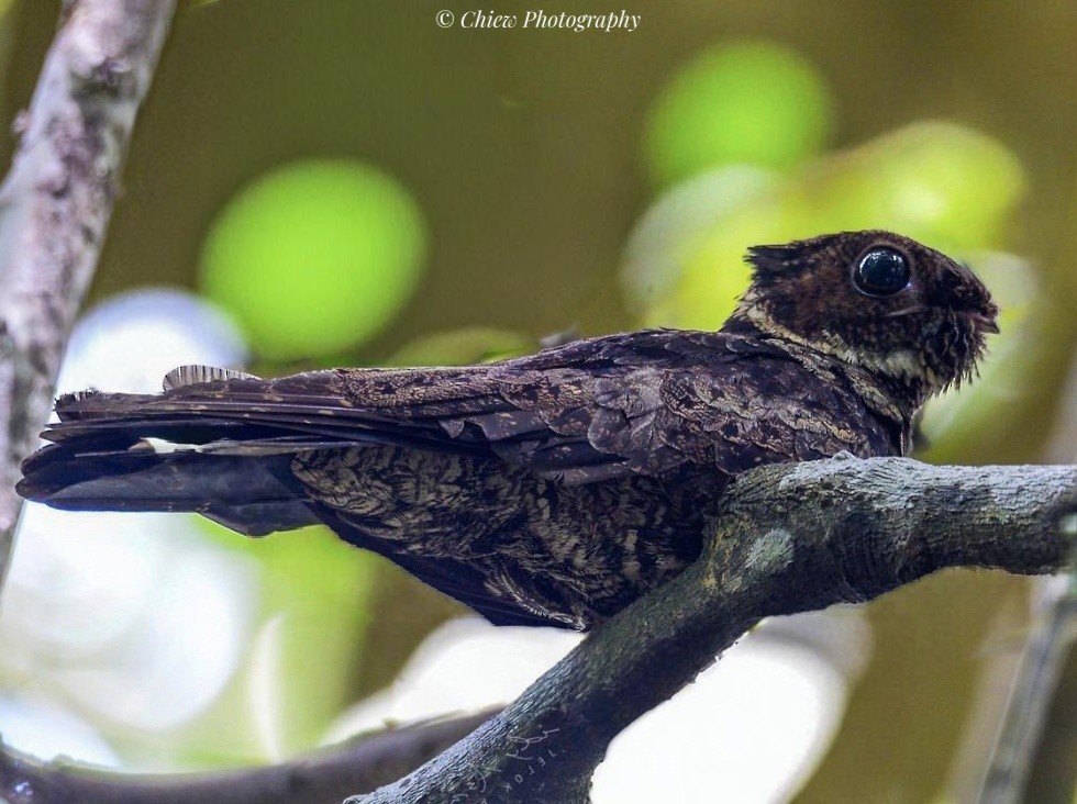 Temmincknachtschwalbe - ML645485825