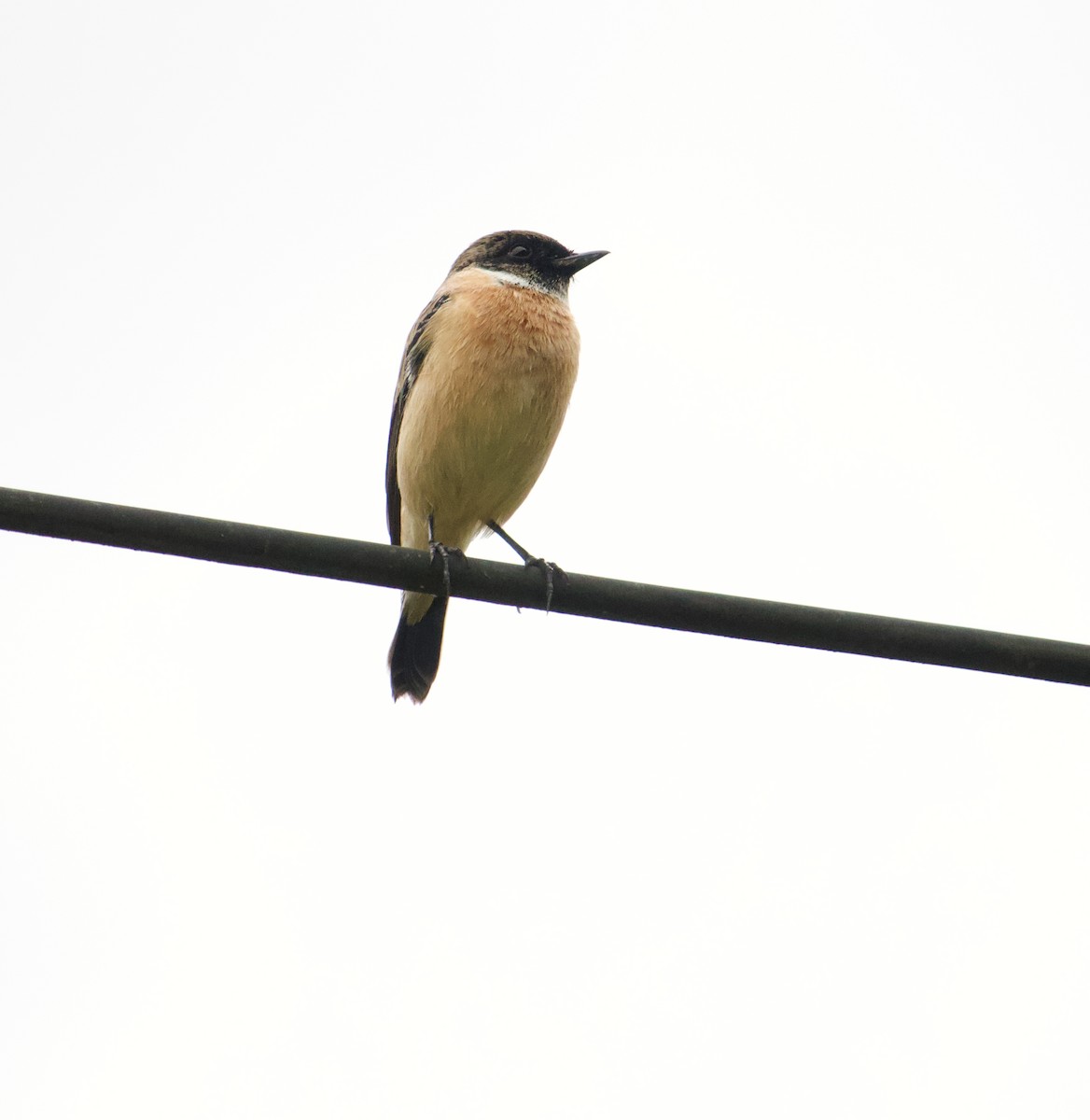 Stejnegerschwarzkehlchen - ML645485826