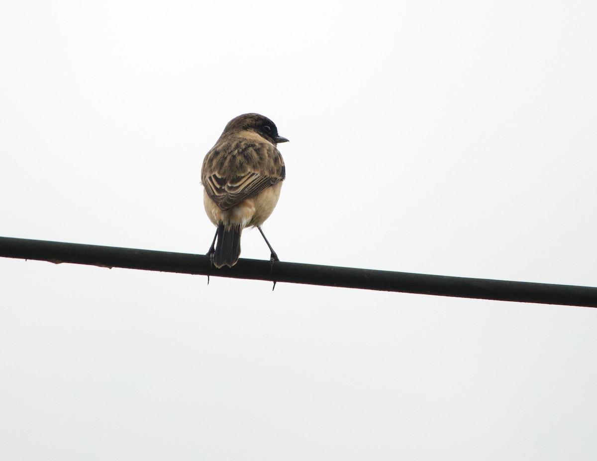 Stejnegerschwarzkehlchen - ML645485827