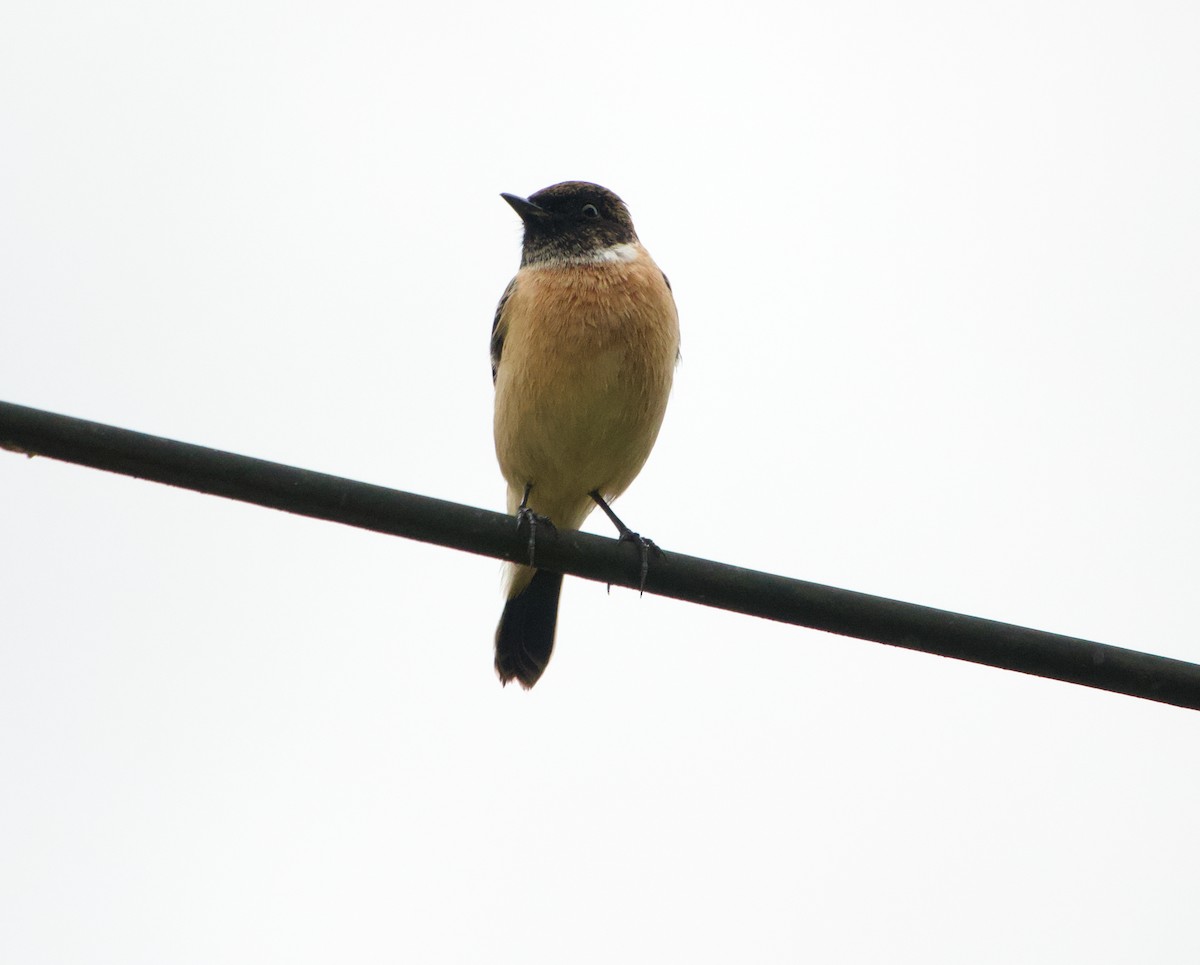 Stejnegerschwarzkehlchen - ML645485828