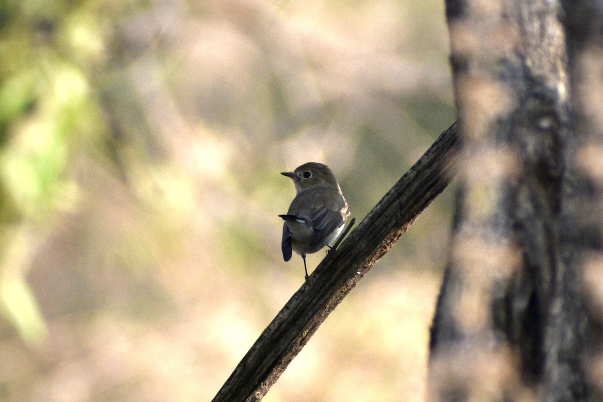 Taigaschnäpper - ML645485829