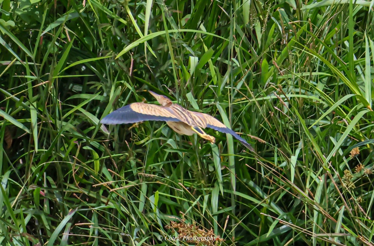 Chinadommel - ML645485830