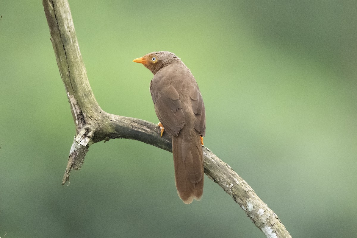 Orangeschnabel-Drosselhäherling - ML645485831