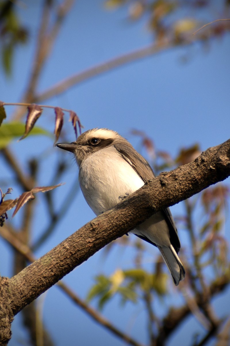 Indienvanga - ML645485832