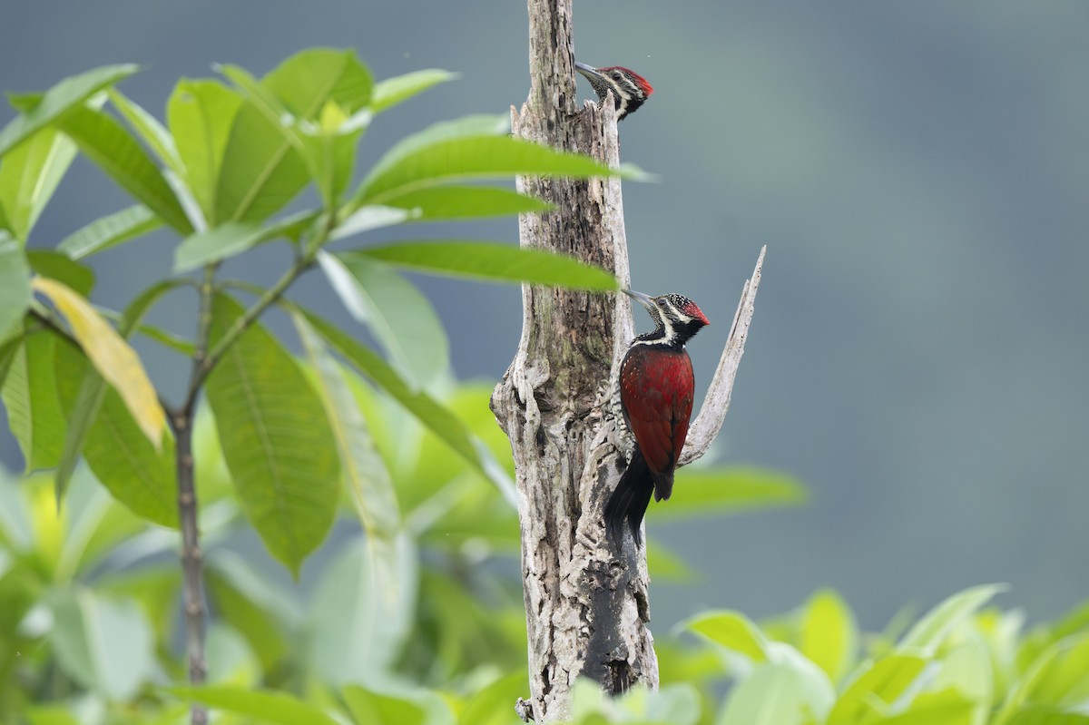 Rotrückenspecht - ML645485833