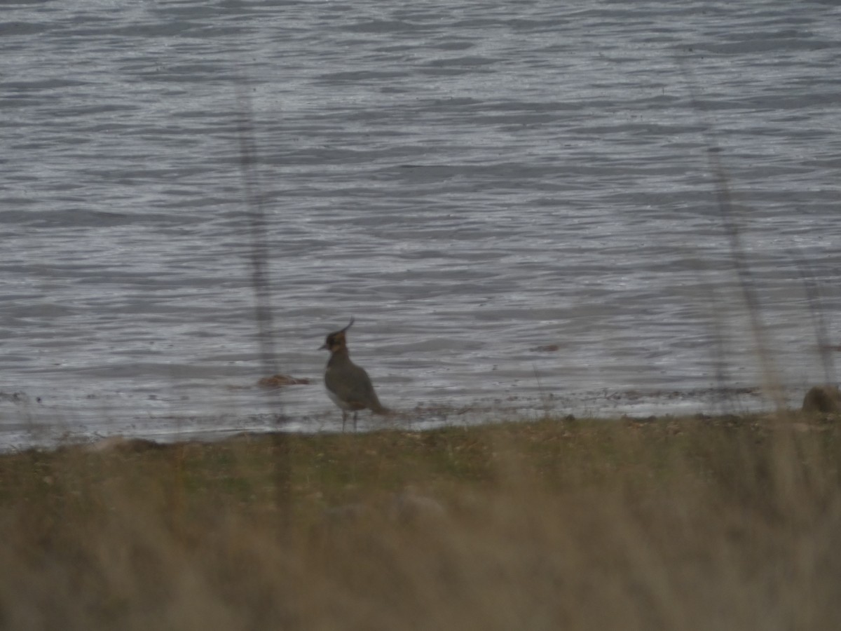 Kiebitz - ML645485834