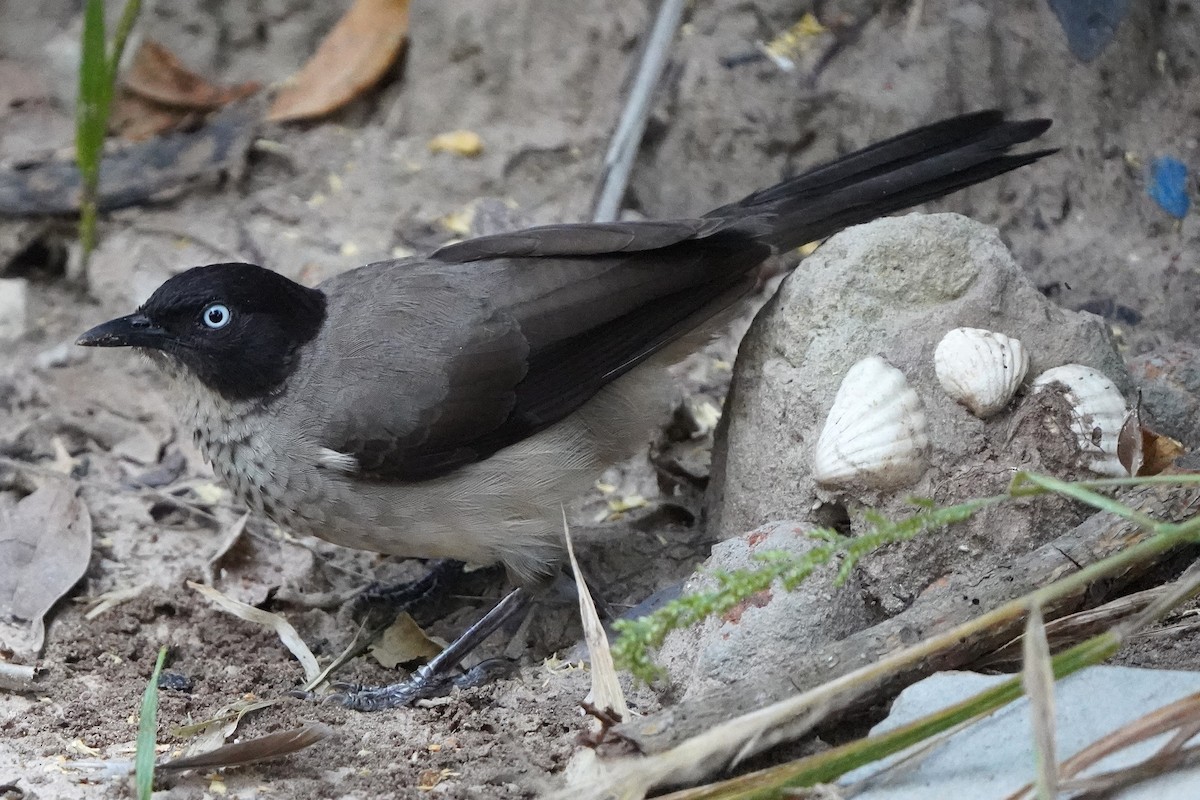 Weißaugen-Drosselhäherling - ML645485835