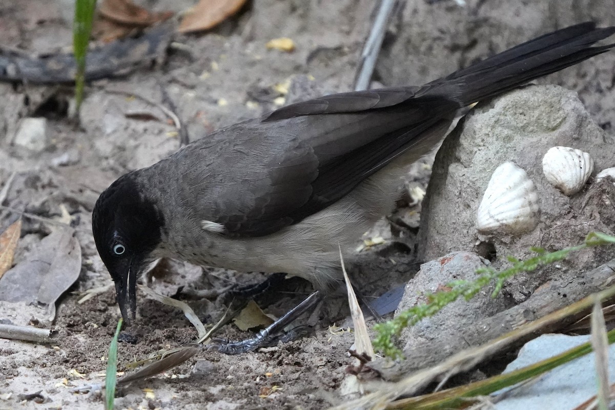 Weißaugen-Drosselhäherling - ML645485837