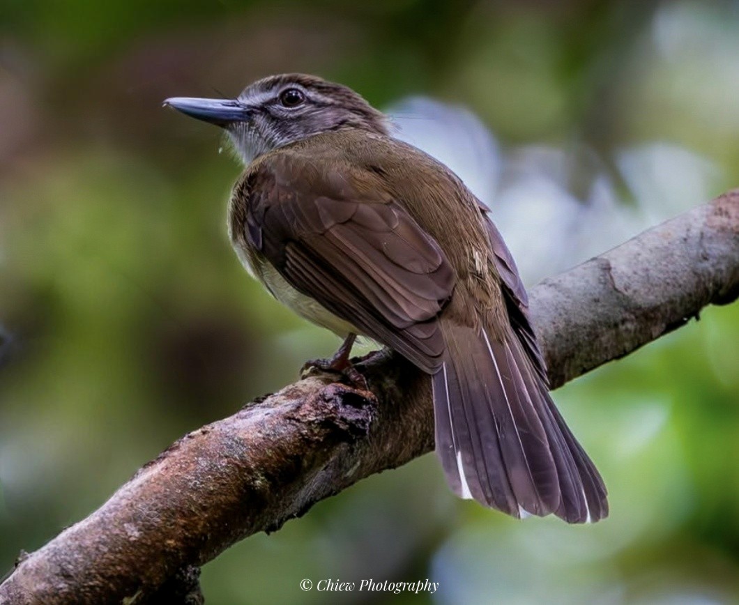 Langschnabelbülbül - ML645485838