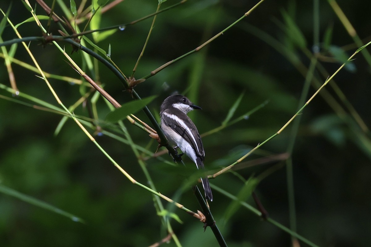 Elsterschnäppervanga - ML645485839