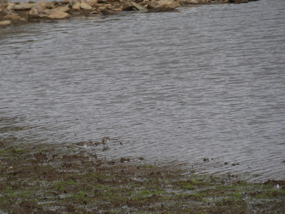 Dunlin - ML645485840