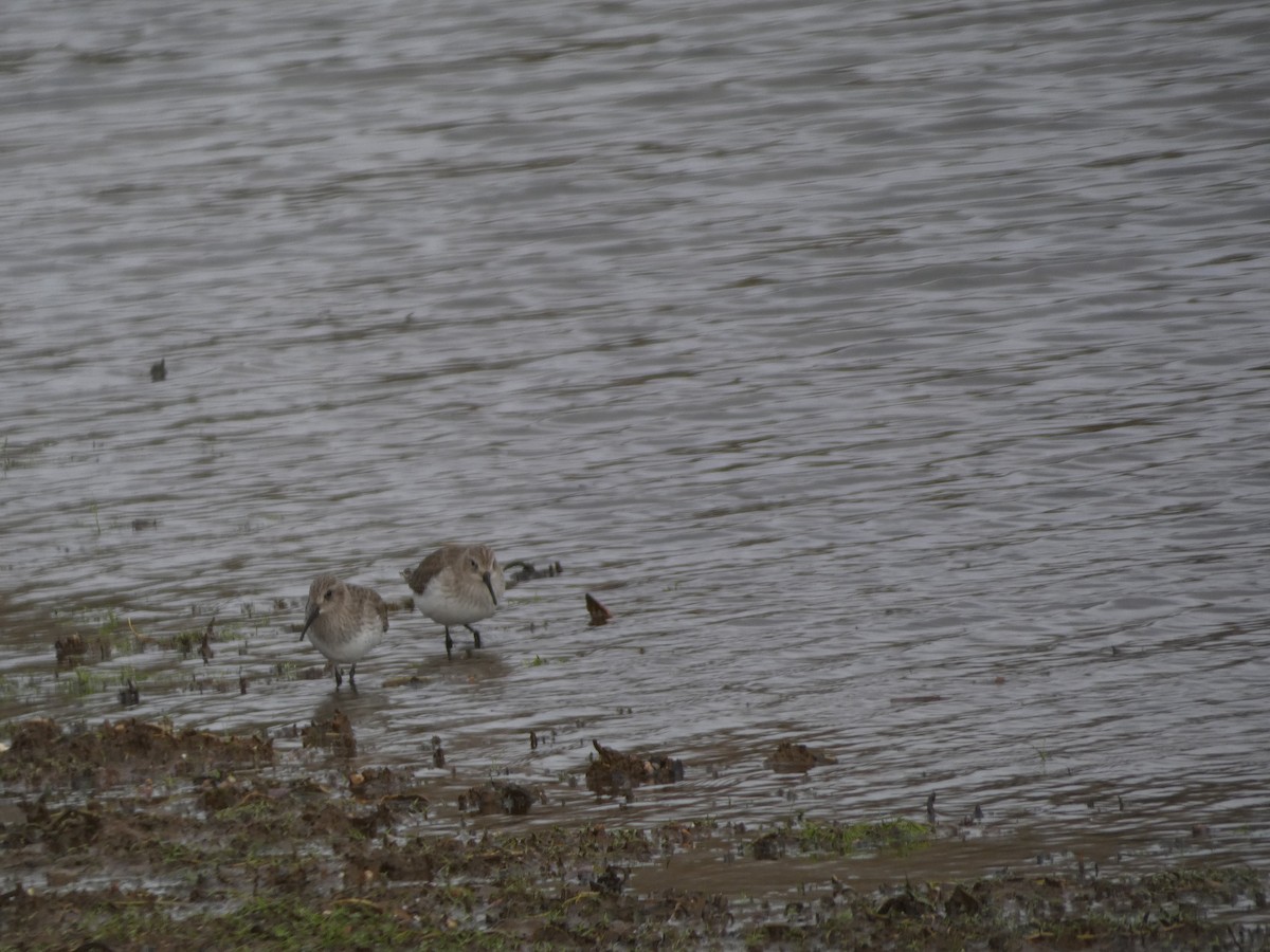 Dunlin - ML645485841