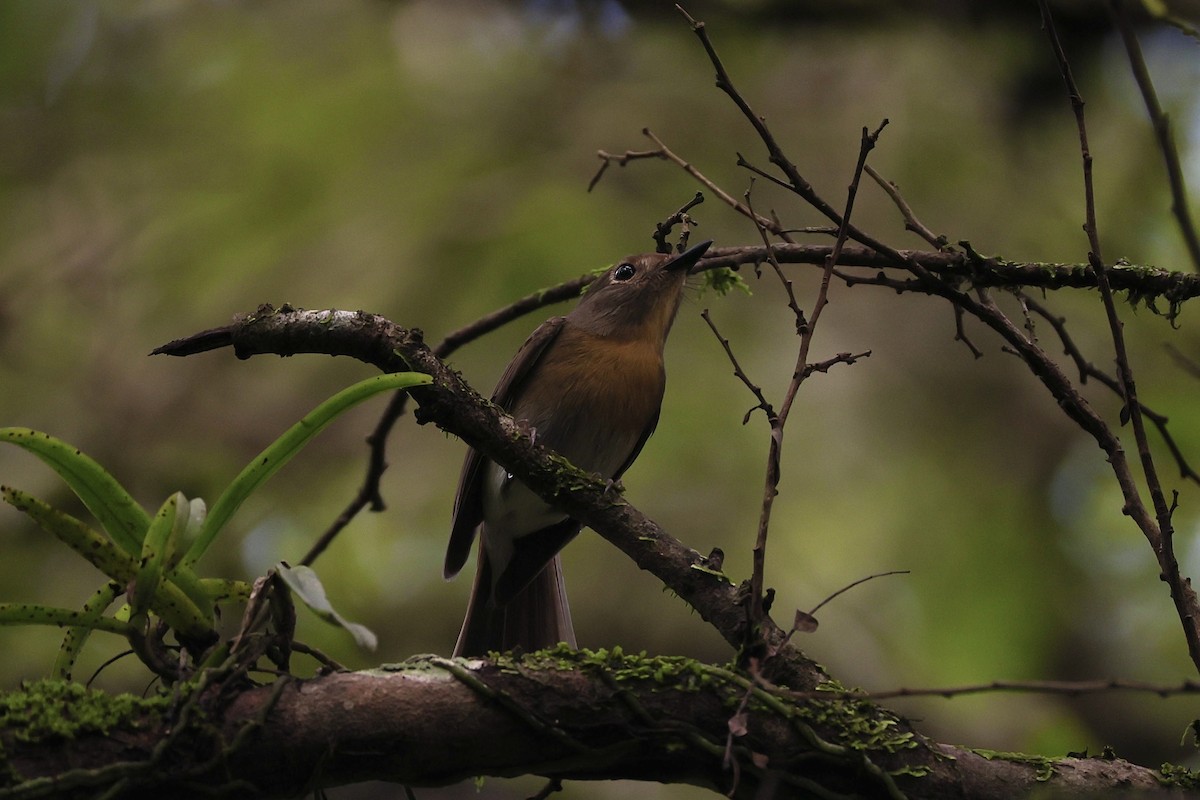 Hainan Blue Flycatcher - ML645485843