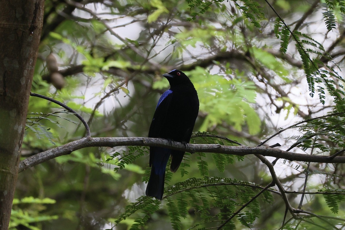 Asian Fairy-bluebird - ML645485844