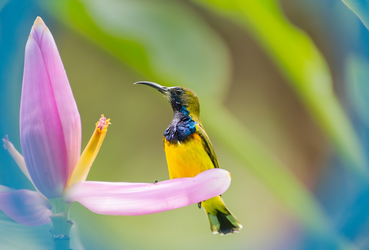 Ornate Sunbird - ML645485845