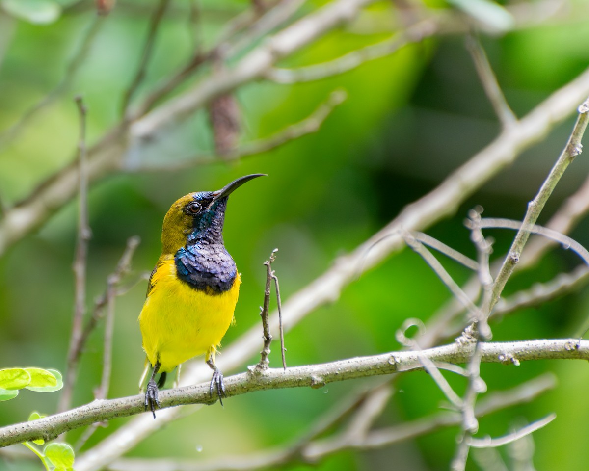 Ornate Sunbird - ML645485846