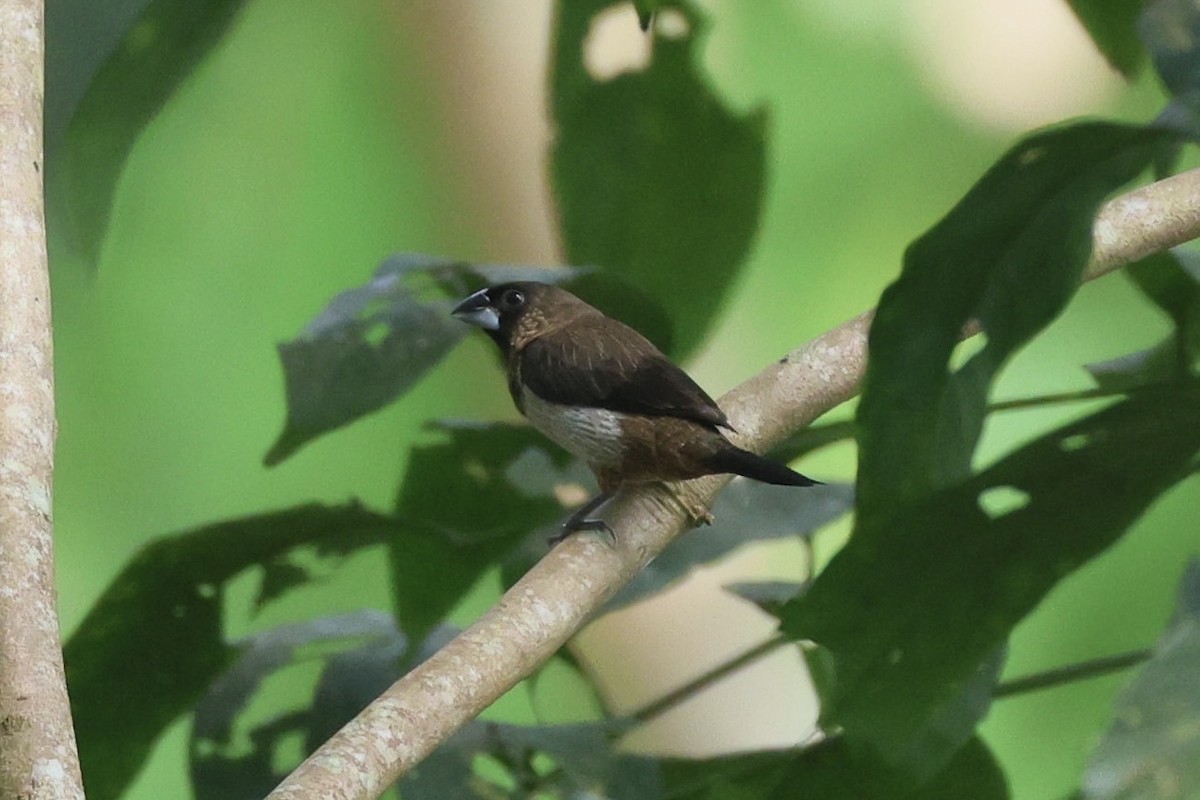 Spitzschwanz-Bronzemännchen - ML645485847