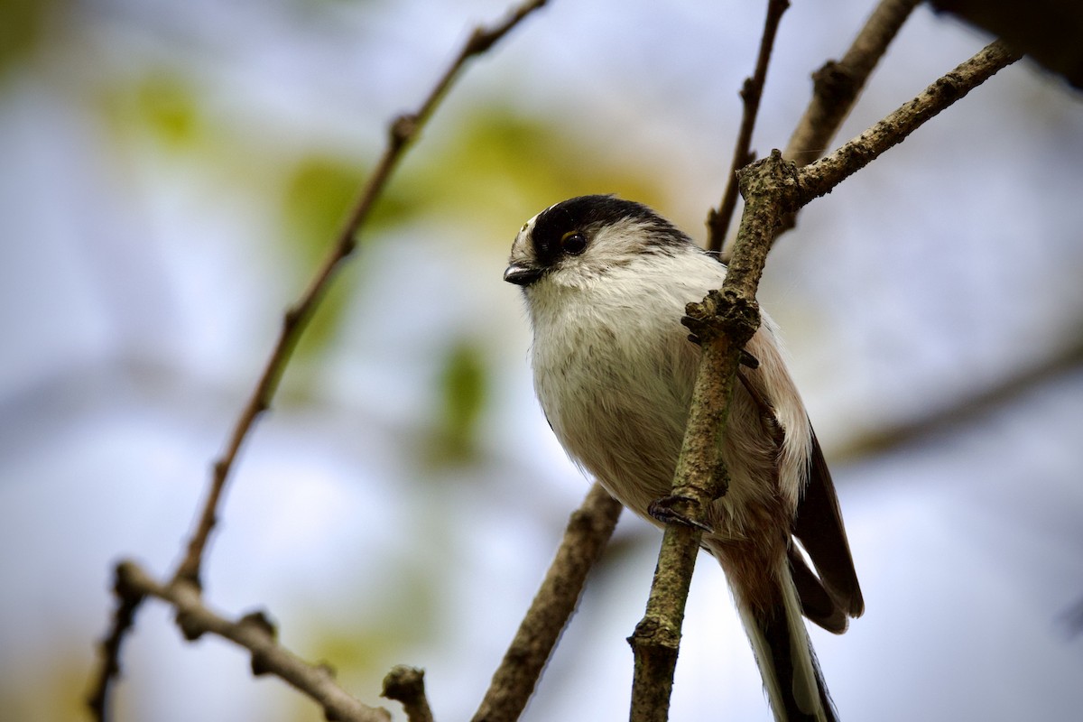 Schwanzmeise - ML645485851