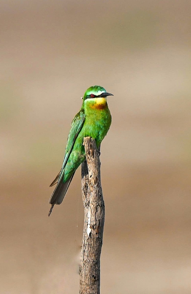 Blauwangenspint - ML645485852