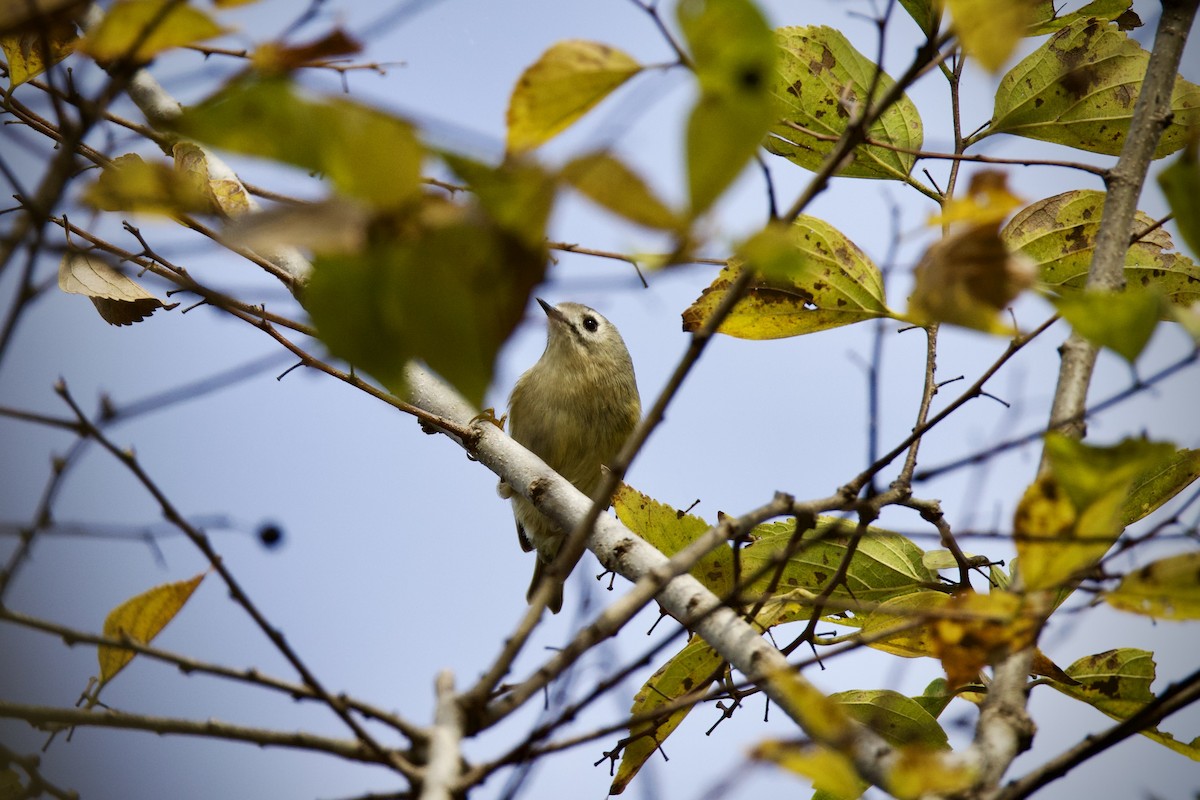 Wintergoldhähnchen - ML645485853