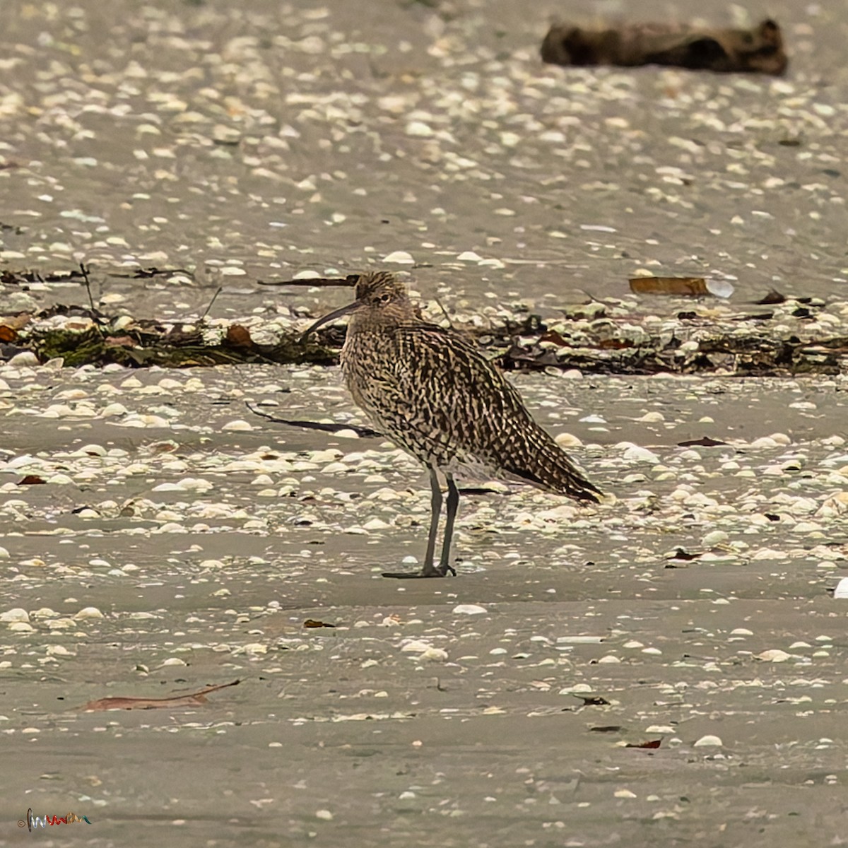 Brachvogel - ML645485854