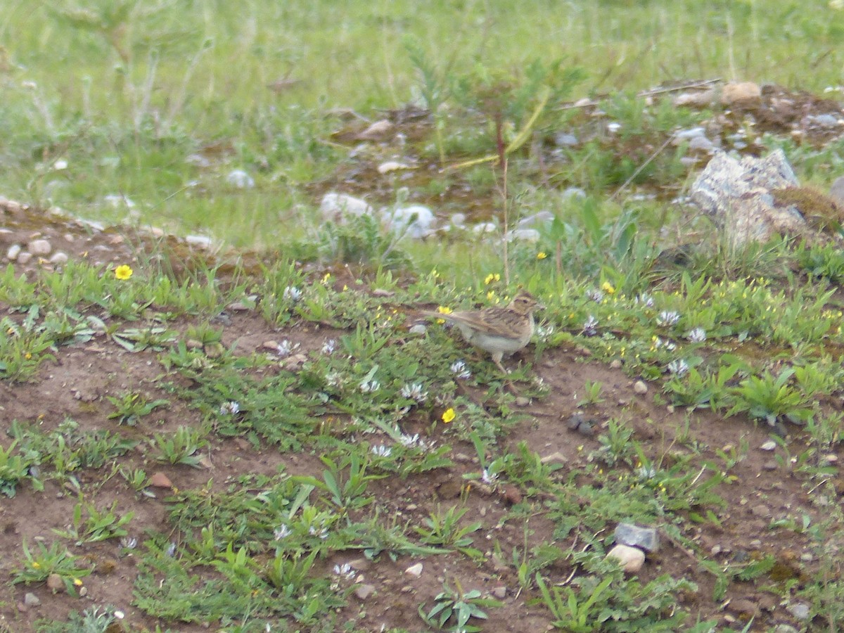 Orientfeldlerche - ML645485855