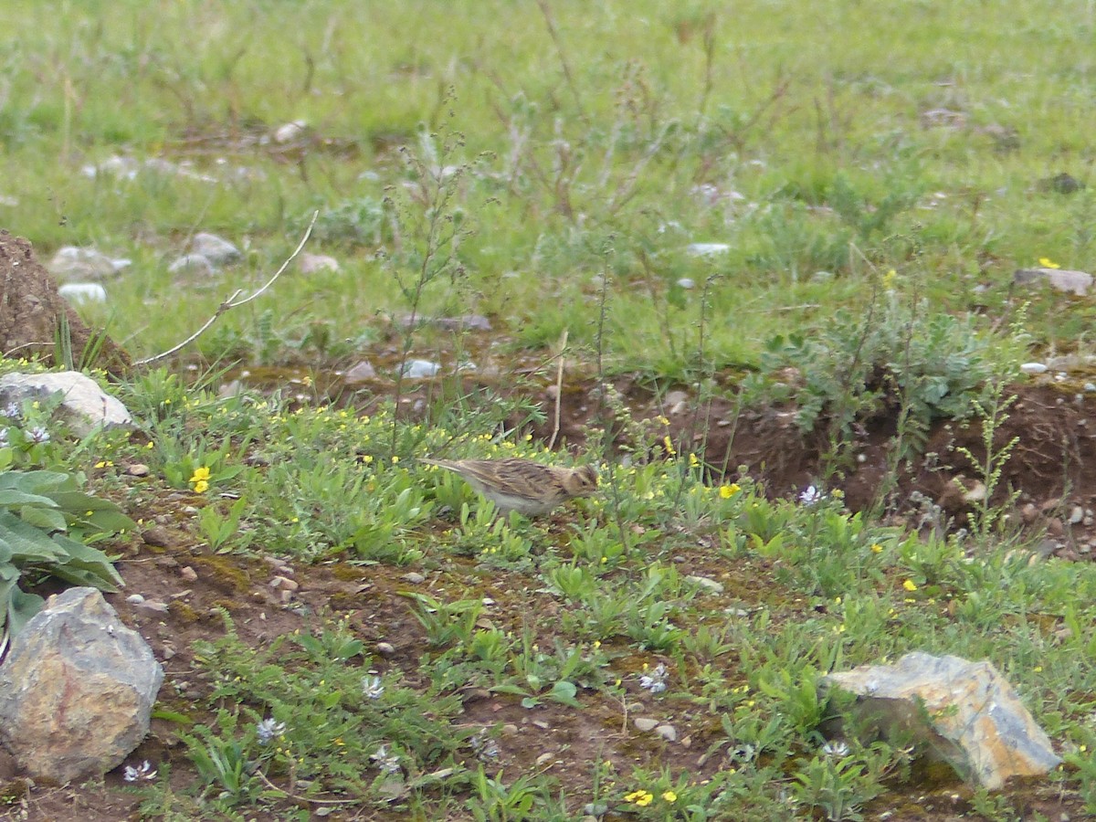 Orientfeldlerche - ML645485856