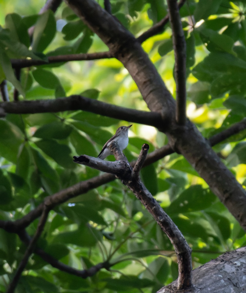 חטפית סיבירית - ML645485857