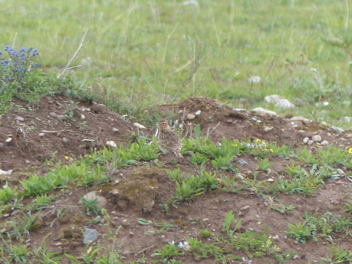 זרעית קטנה - ML645485858
