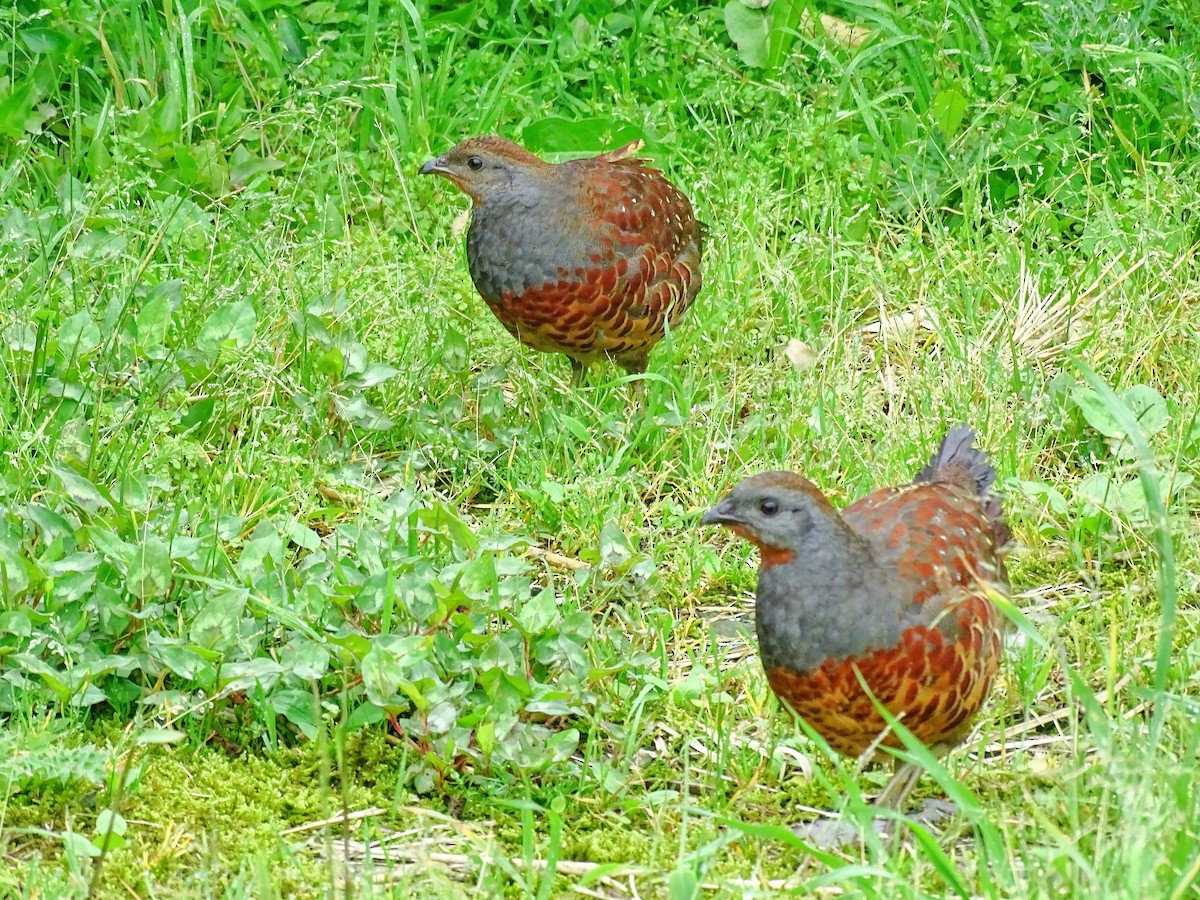 Taiwan Bamboo-Partridge - ML645485859