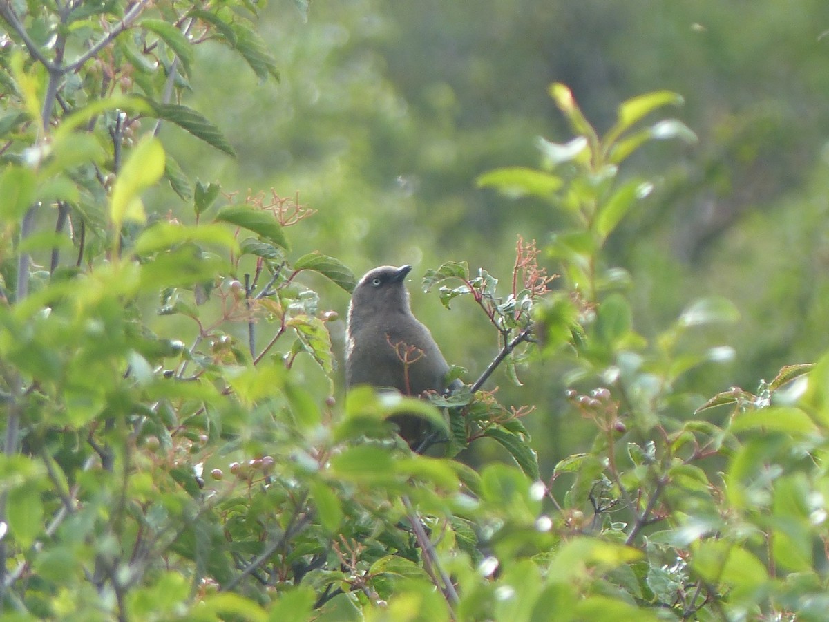 Elliot's Laughingthrush - ML645485860