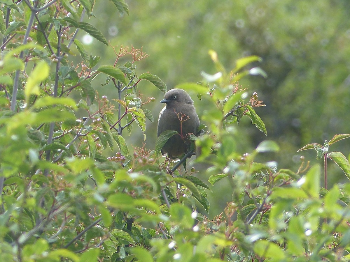 Elliot's Laughingthrush - ML645485861
