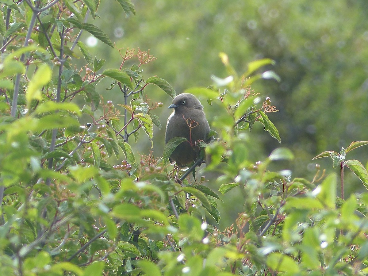 Elliot's Laughingthrush - ML645485862