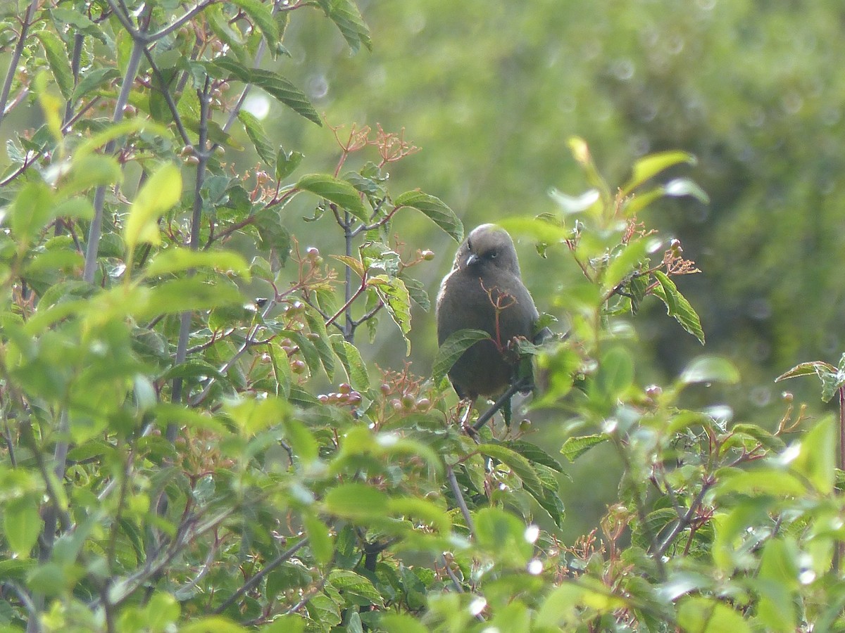 Elliot's Laughingthrush - ML645485863