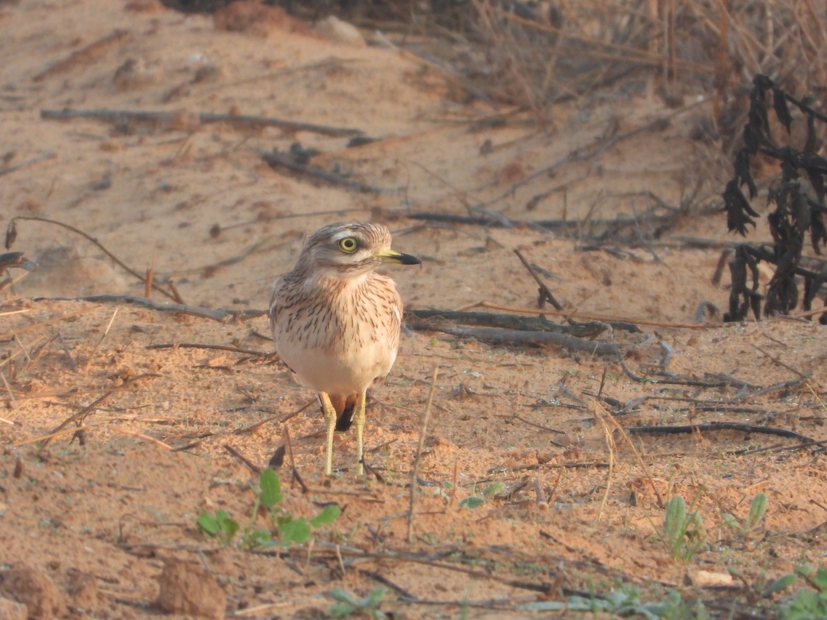 כרוון מצוי - ML645485865