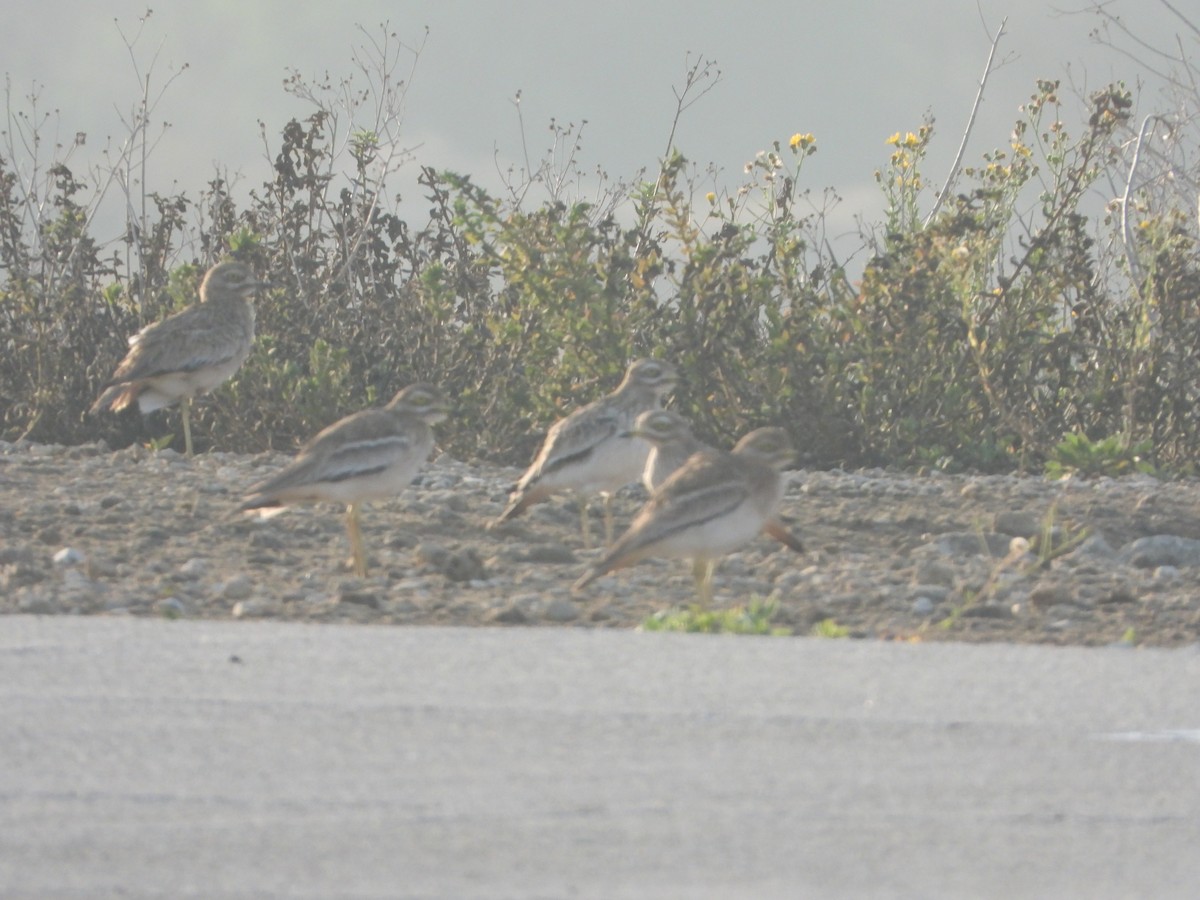 כרוון מצוי - ML645485866