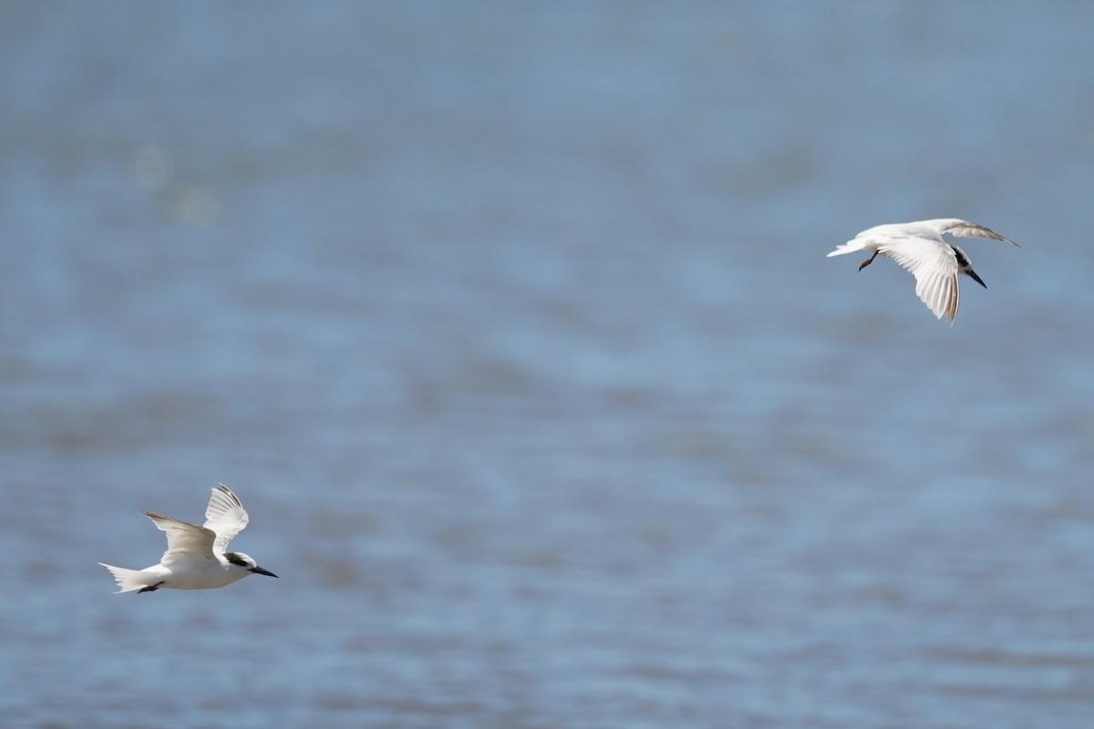 שחפית גמדית - ML645485867