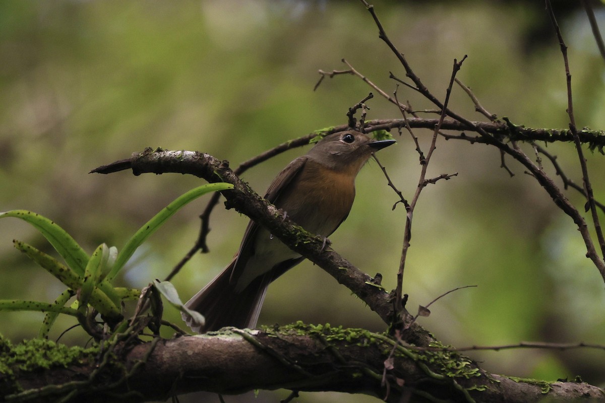 Хайнаньская нильтава - ML645485868