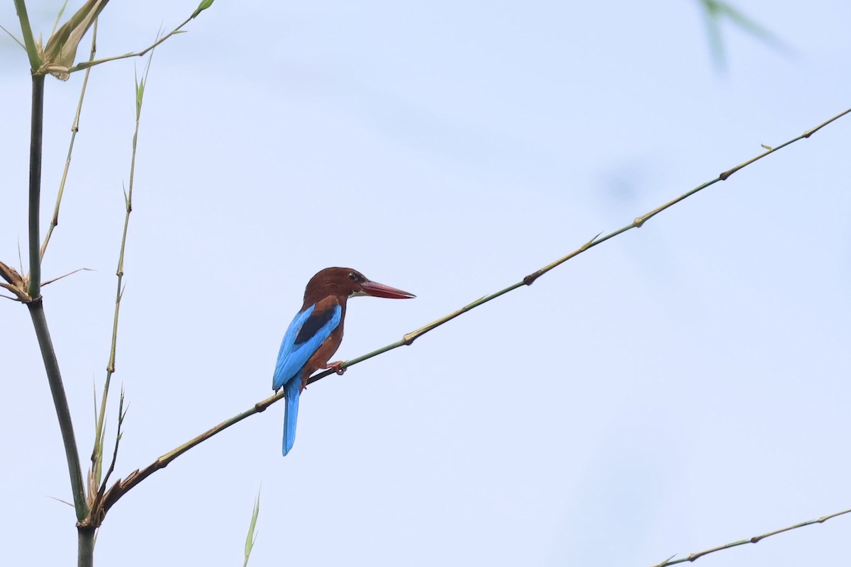 שלדג לבן-חזה - ML645485869