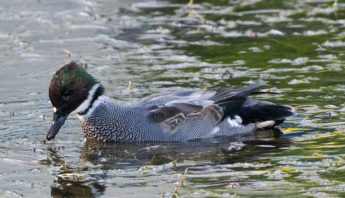 Касатка - ML645485870