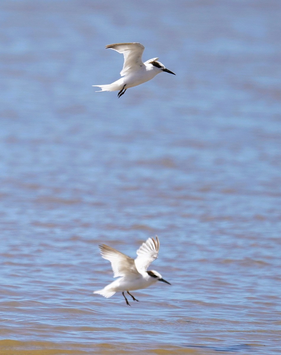 Малая крачка - ML645485871